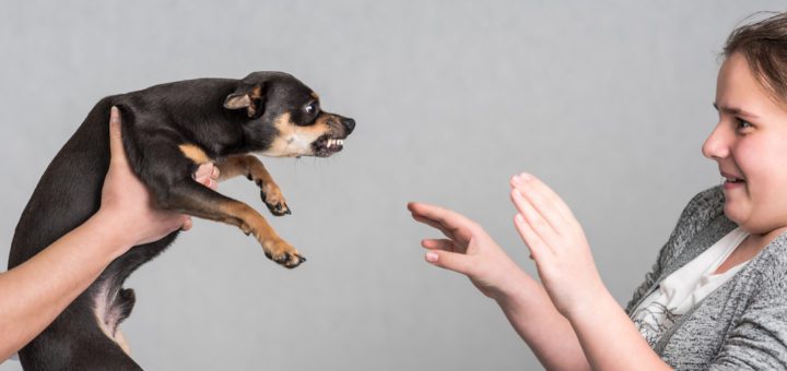 chihuahua aggression, chihuahua showing aggression toward a child