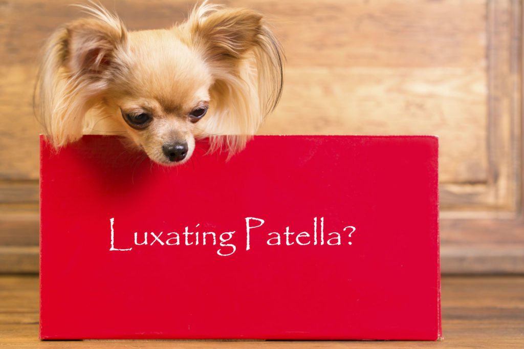 picture of a long haired chichihua behind a sign that says: luxating patella?