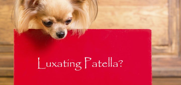 picture of a long haired chichihua behind a sign that says: luxating patella?