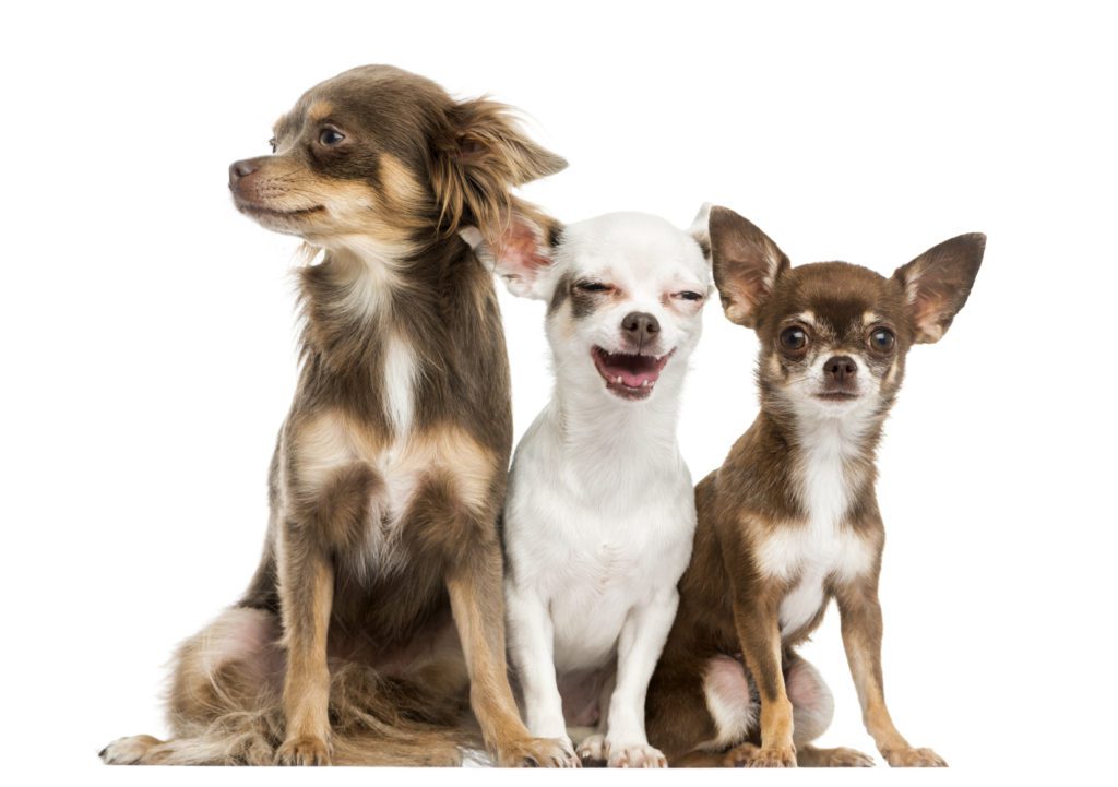 a group of 3 chihuahuas with white background