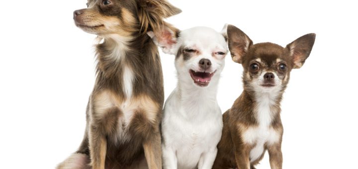 a group of 3 chihuahuas with white background