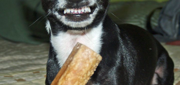 a picture of a black and white chihuahua holding a bone in his paw, snarling at the camera