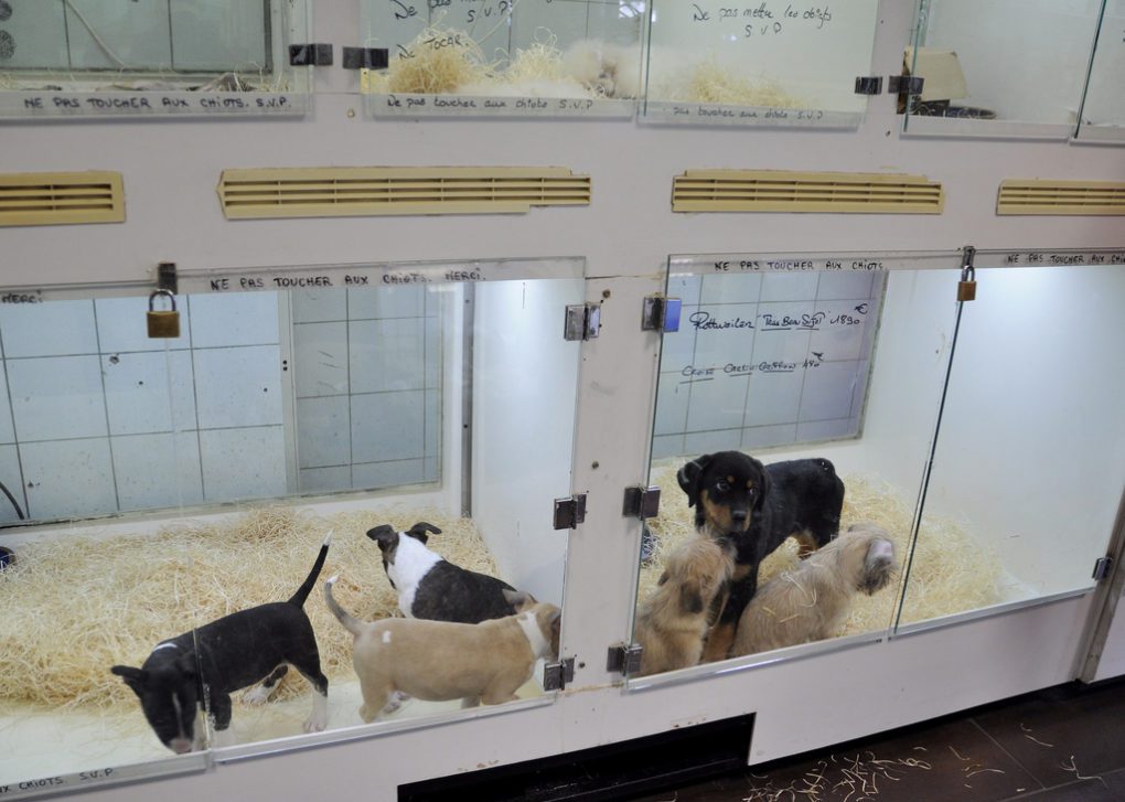 a puppy store