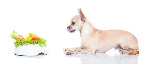 diet is important for an older chihuahua, chihuahua licking lips as staring at dog dish full of colorful vegetables