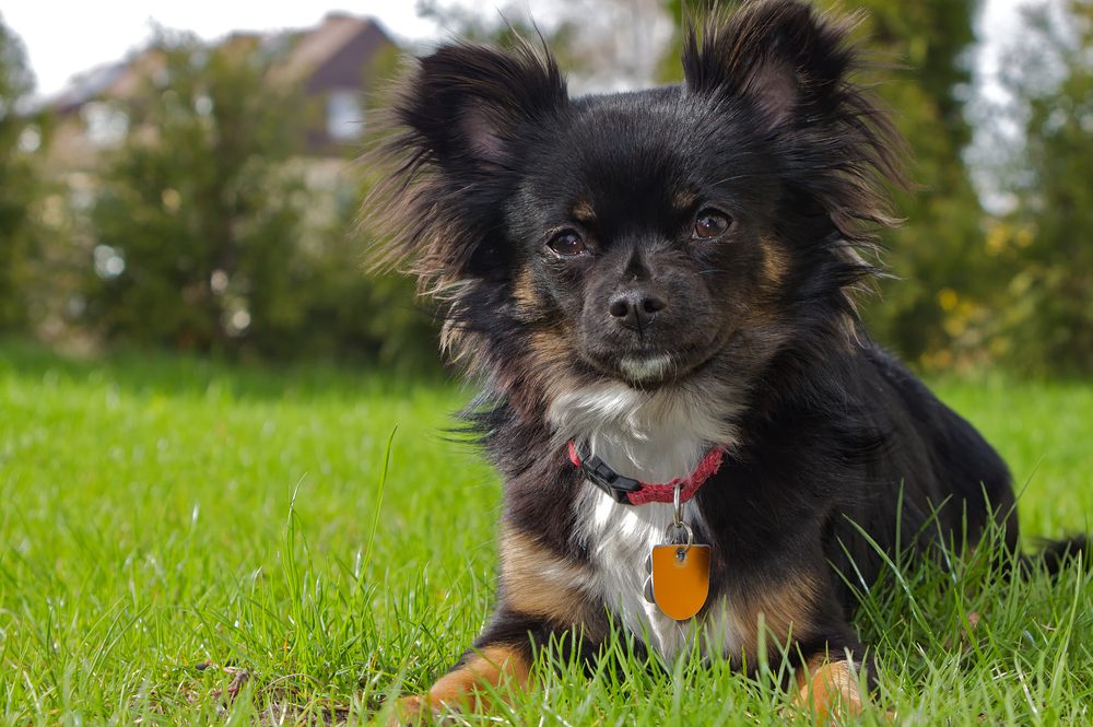 local animal shelter reminds dog guardiens to make sure their dog is wearning an I D tag