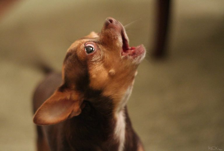 Why do dog's howl? Have you ever wondered? Think you know?