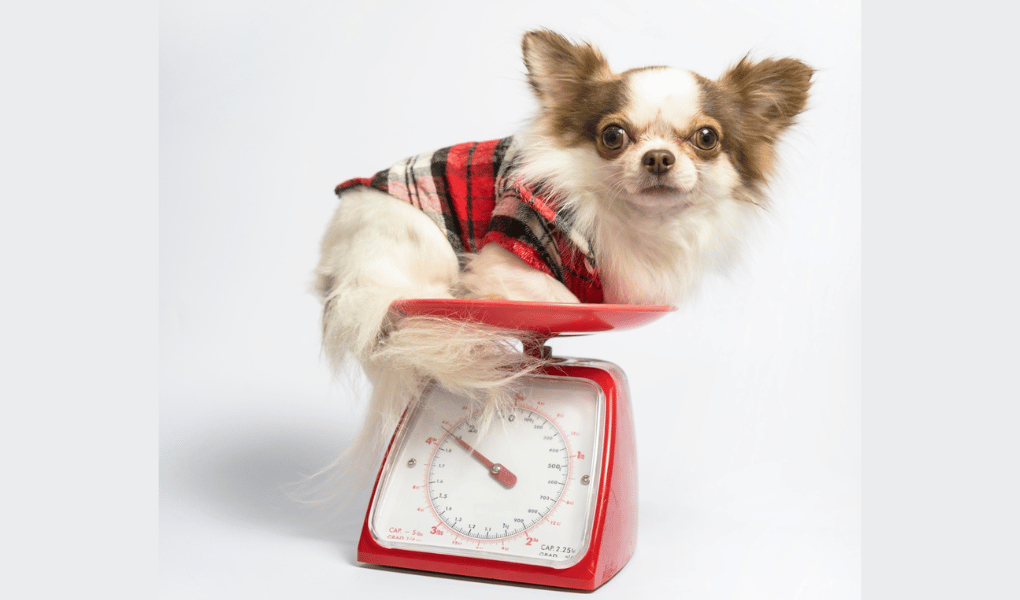 Chihuahua wearing a red and black plaid shirt sitting on red kitchen scales