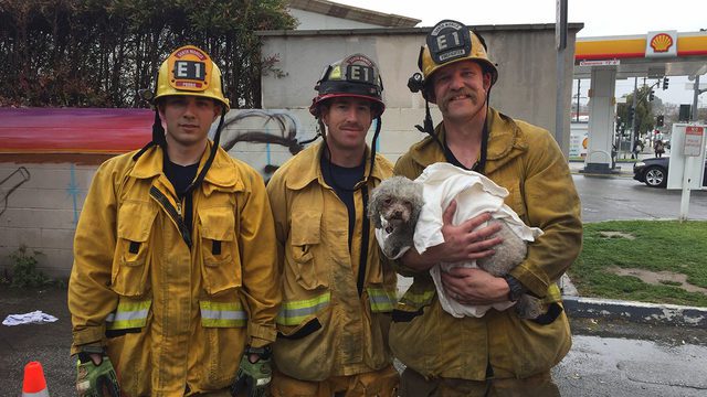 Orcutt Firefighter Saves Dog With Pet Cpr