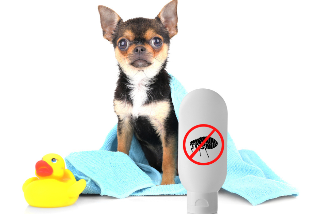 flea and tick prevention shampoo chihuahua with rubber duck and towel