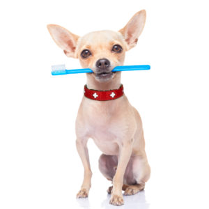 dental health is so important for an older chihuahua, a chihuahua holding toothbrush in mouth