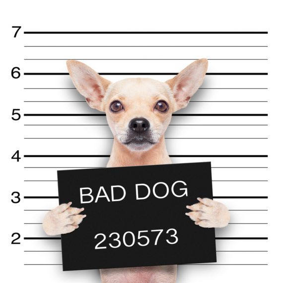 How To Stop Bad Behavior Forever. No More Barking, Snarling, Etc.