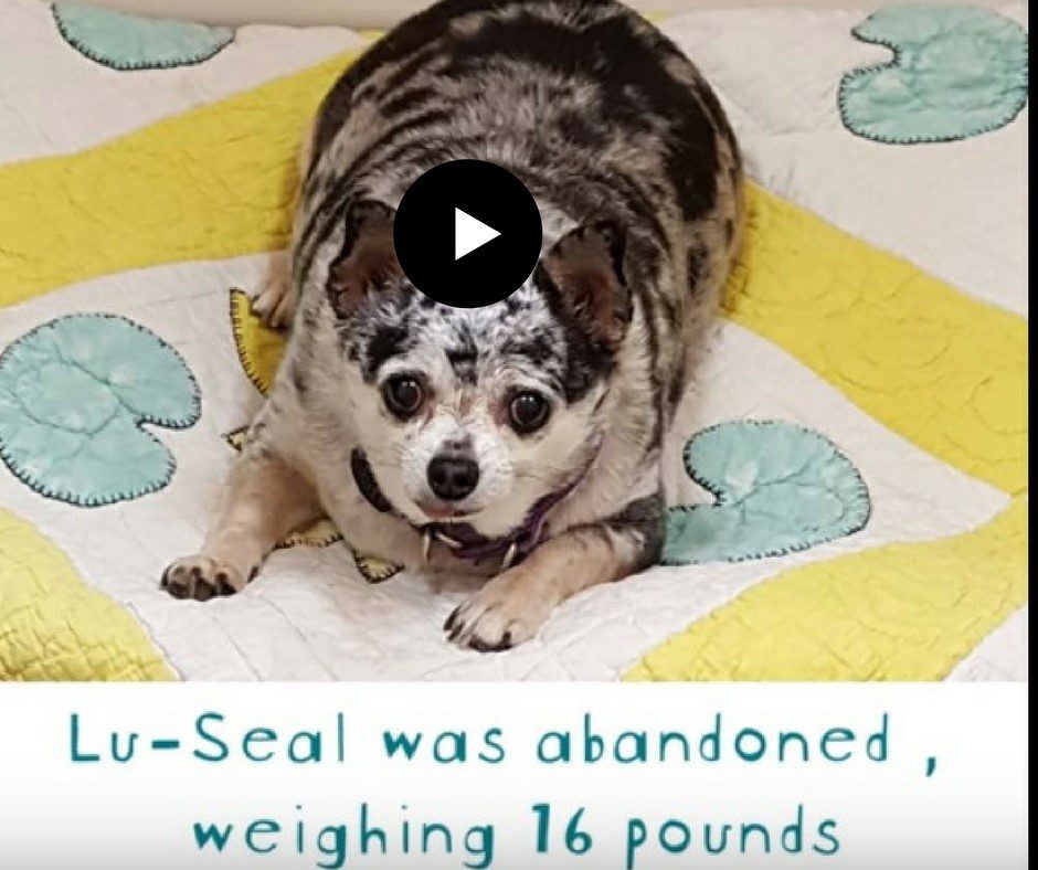 what-are-the-risks-of-having-an-overweight-dog