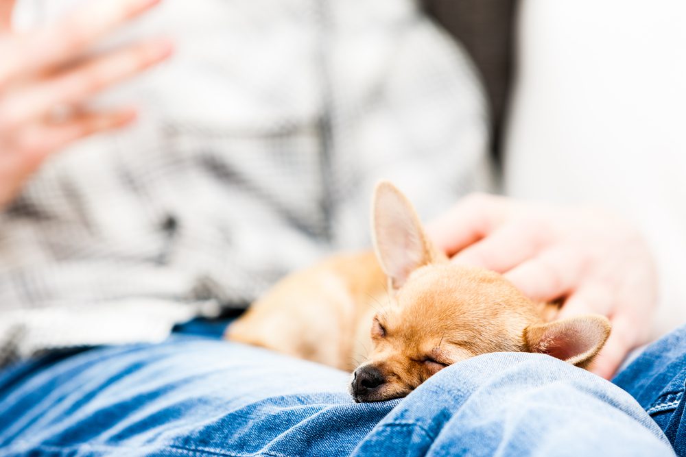 CAN A CHIHUAHUA BE A SERVICE DOG? WHAT IS A SERVICE DOG?