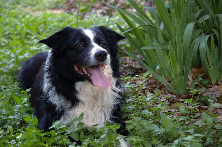 how to cope with the loss of a pet dog, a beloved pet, a border collie
