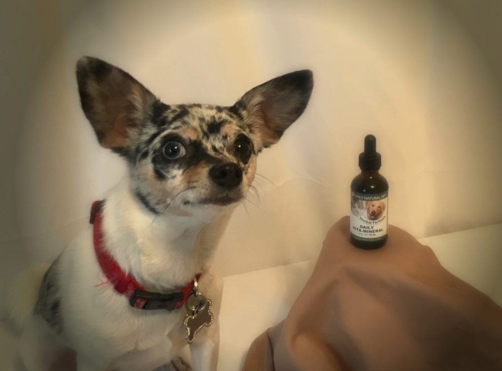 A blue Merle Chihuahua with bottle of daily vitamins for dogs.