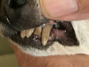 What You Need To Know About Chihuahuas and Gum Disease