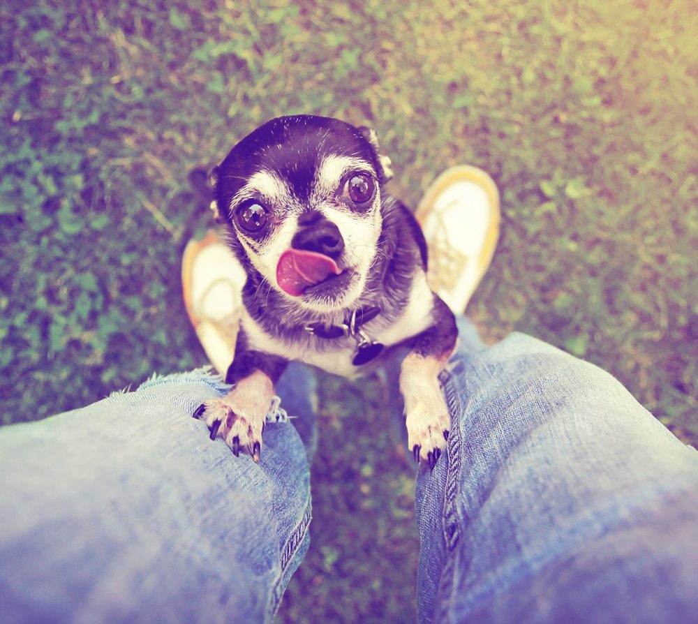 chihuahua wants constant attention needs more exercise