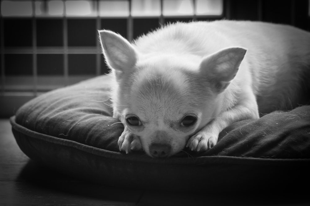 sad, depressed chihuahua needs exercise