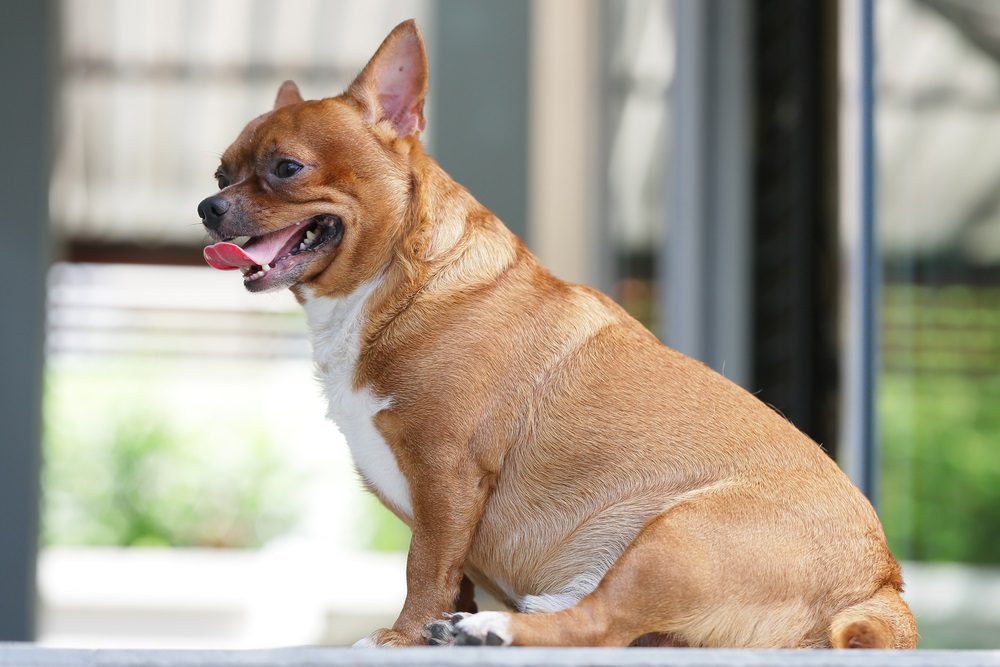 5 Signs That Your Dog Is Trying To Tell You He Needs More ...