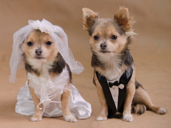 A Quick Guide. Is a male or a female Chihuahua right for you and your ...