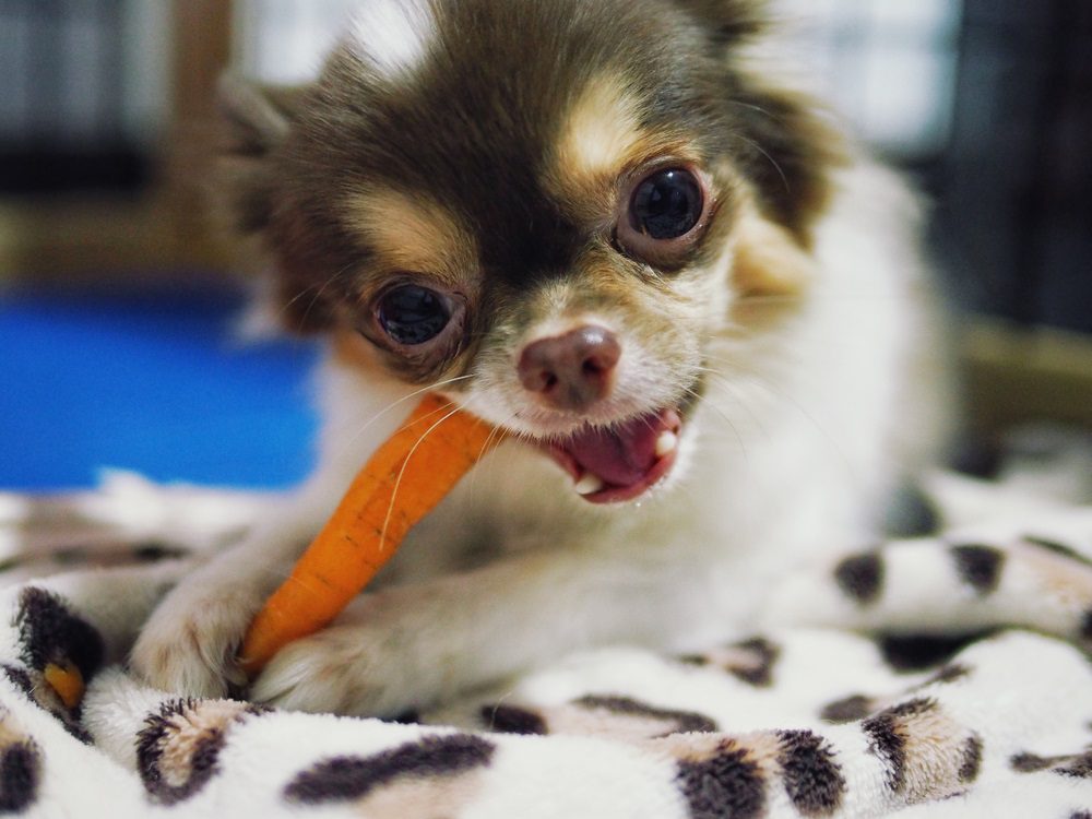 common chihuahua health issues, brown, black, white chihuahua eating a carrot