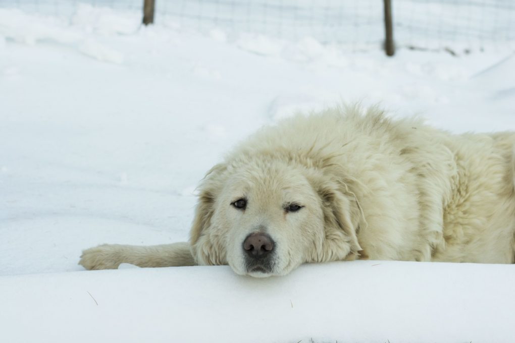 white dog left out in the cold