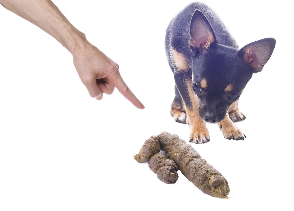 Chihuahua 2025 eats poop