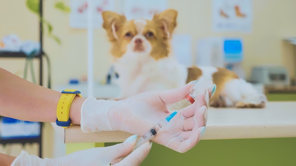 parainfluenza, preparing a vaccine for dr to give to a dog