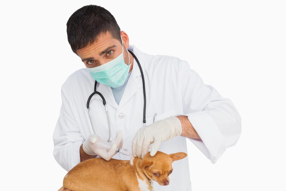 canine distemper