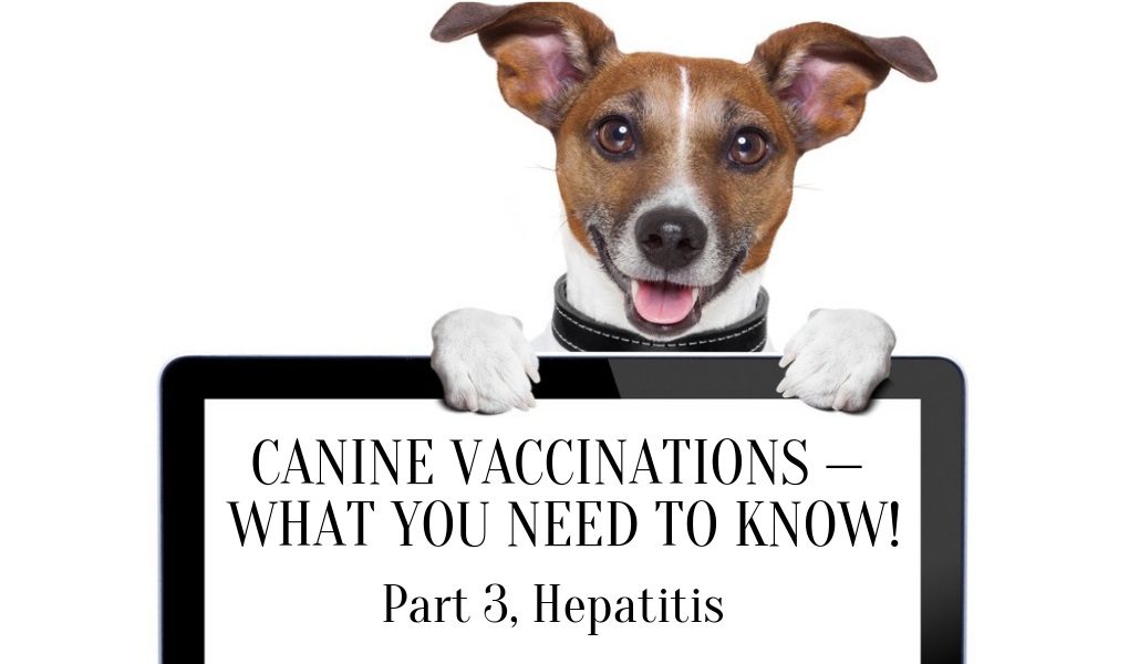 canine hepatitis