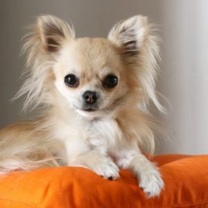 CAN A CHIHUAHUA BE A SERVICE DOG? WHAT IS A SERVICE DOG?