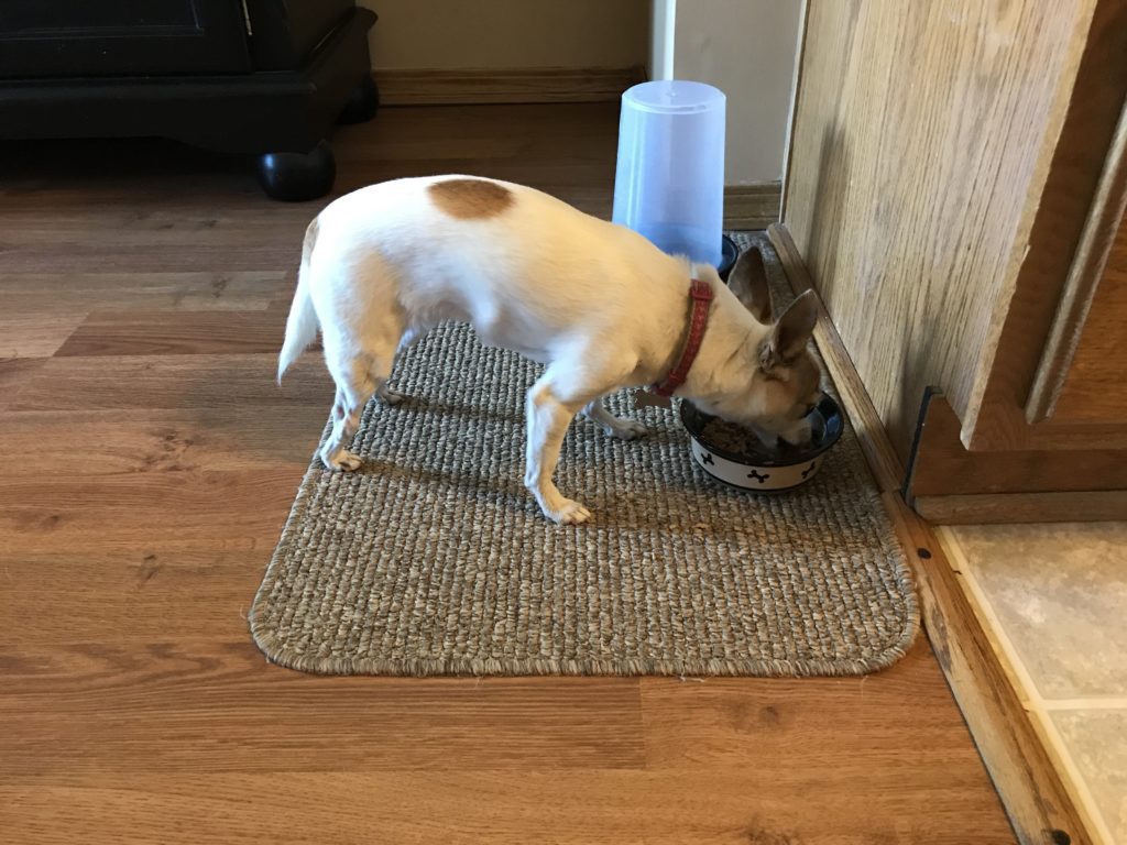 puppo, pebbles enjoying her food