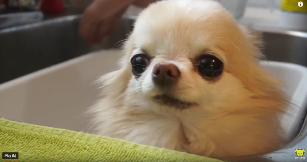 cute Chihuahua videos