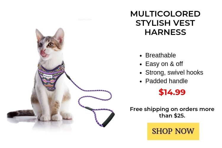 pet travel using a stylish halter and lease