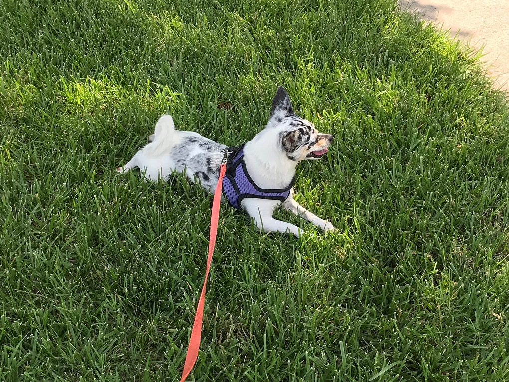 The 5 Best Chihuahua Carriers that will make your life easier