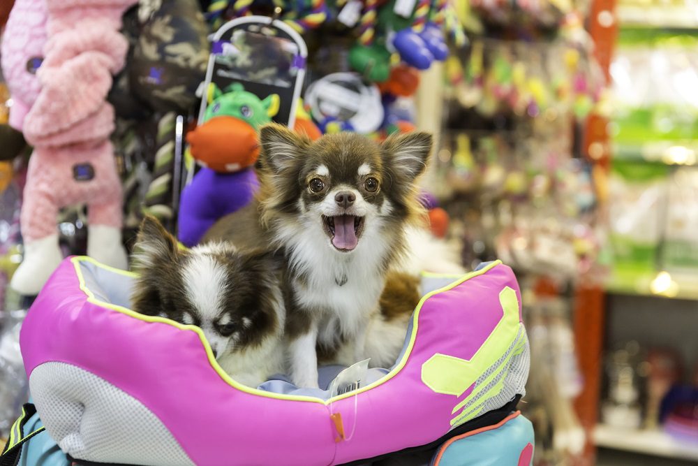 dog interactive toys, chihuahua in pet store toy isle