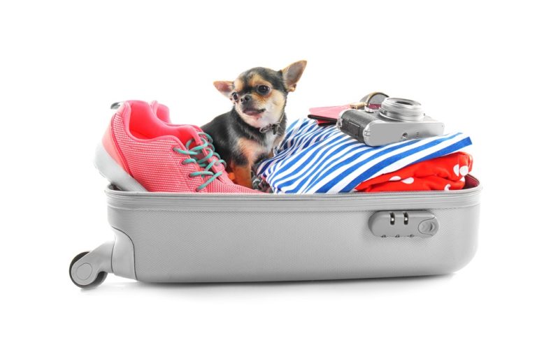 The Ultimate Guide To Traveling By Car With Your Chihuahua