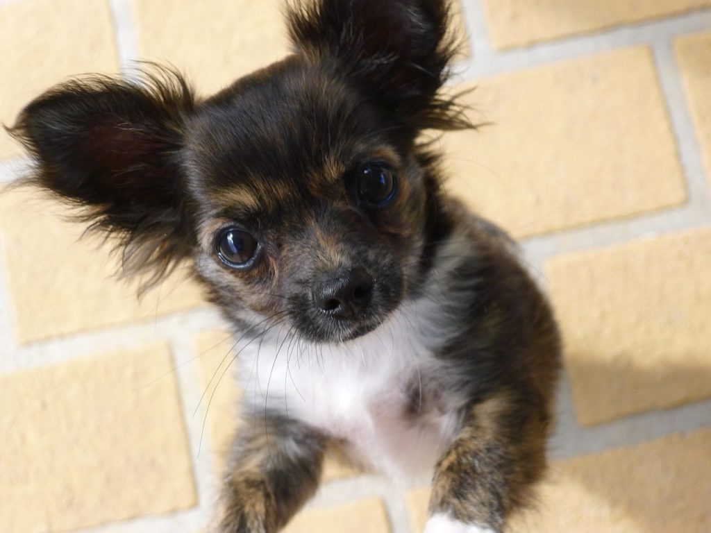 Chihuahua Rescue Are You Looking To Adopt A Chihuahua