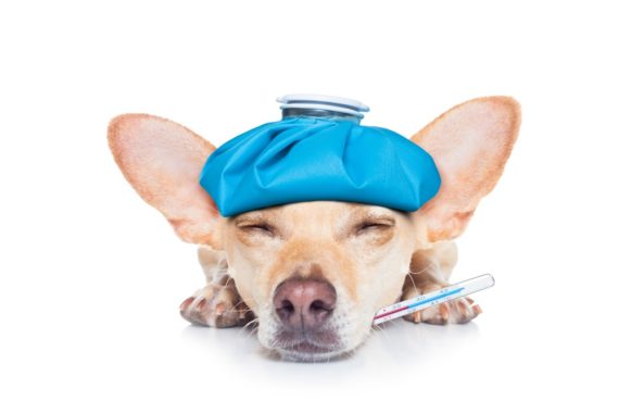 How To Treat Common Chihuahua Ailments At Home