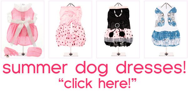 august chi of the month, summer dog dresses ad