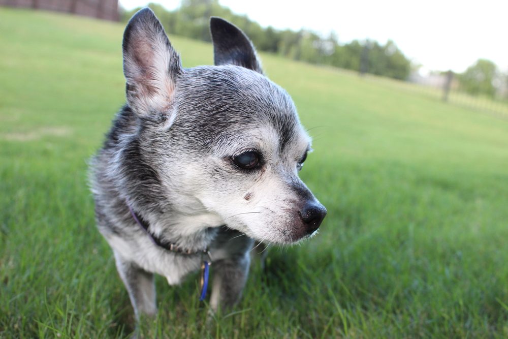 nutrients for senior dogs, old grey chihuahua