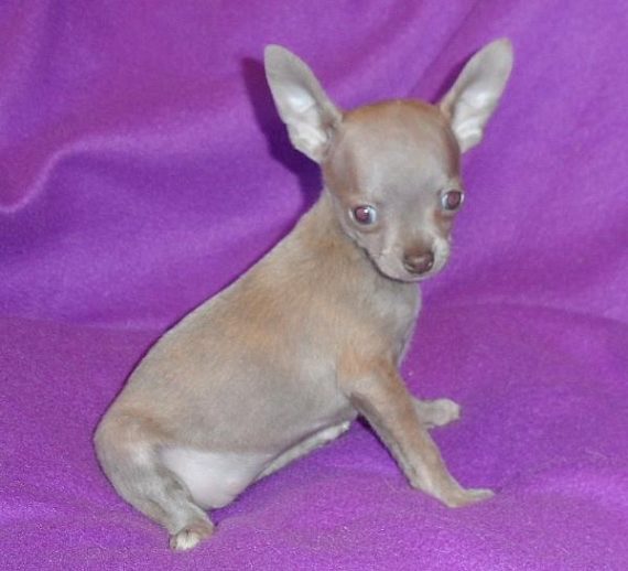 What are the rarest Chihuahuas? What are the rarest colors, patterns?