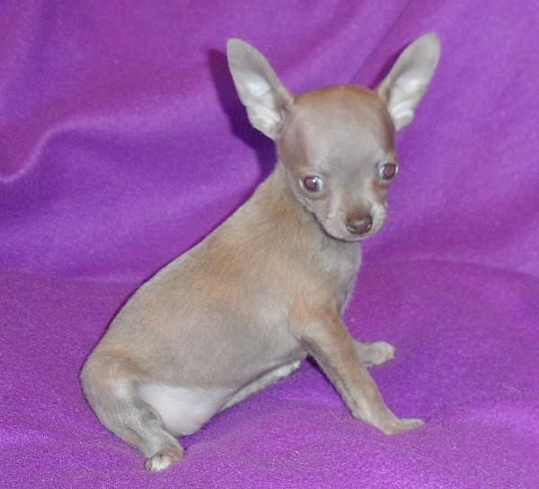 lavender teacup chihuahua for sale near me