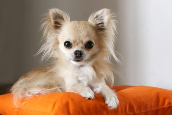 What are the rarest Chihuahuas? What are the rarest colors, patterns?