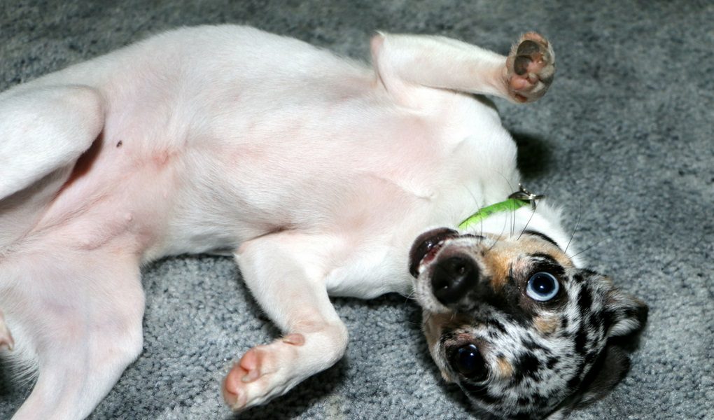 blue merle chihuahua on back in play 