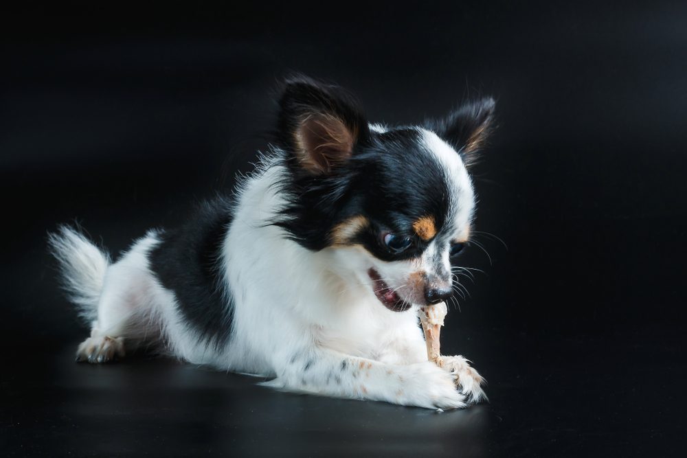 thanksgiving chihuahua chewing on chicken bone on black background