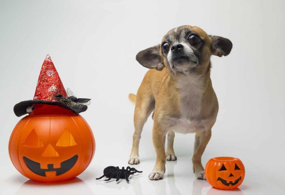 halloween safety, scared Chihuahua with pumpkins, witches hat an fake spider