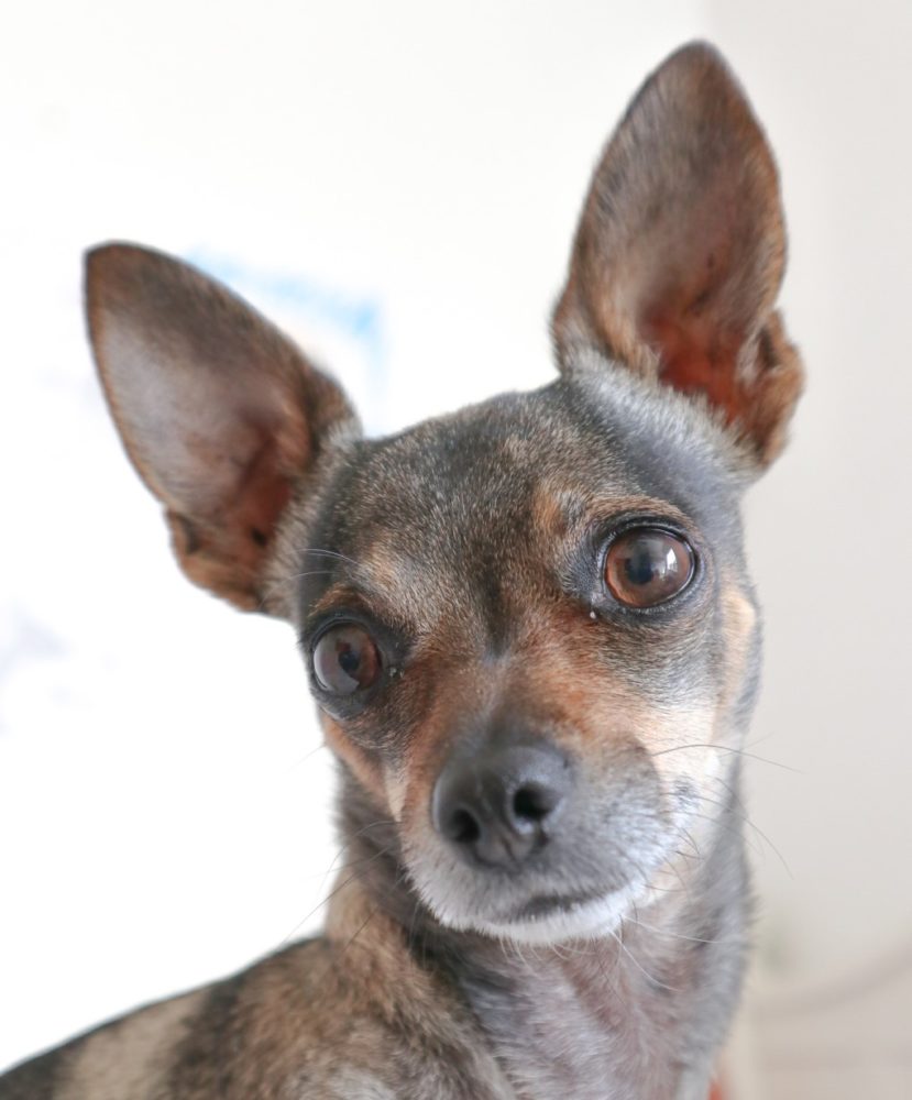 Make Your Chihuahua A Star! Submit Your Photo Today!