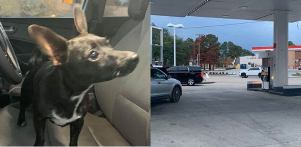 chihuahua chuckle, chi in car and the gas station across the street