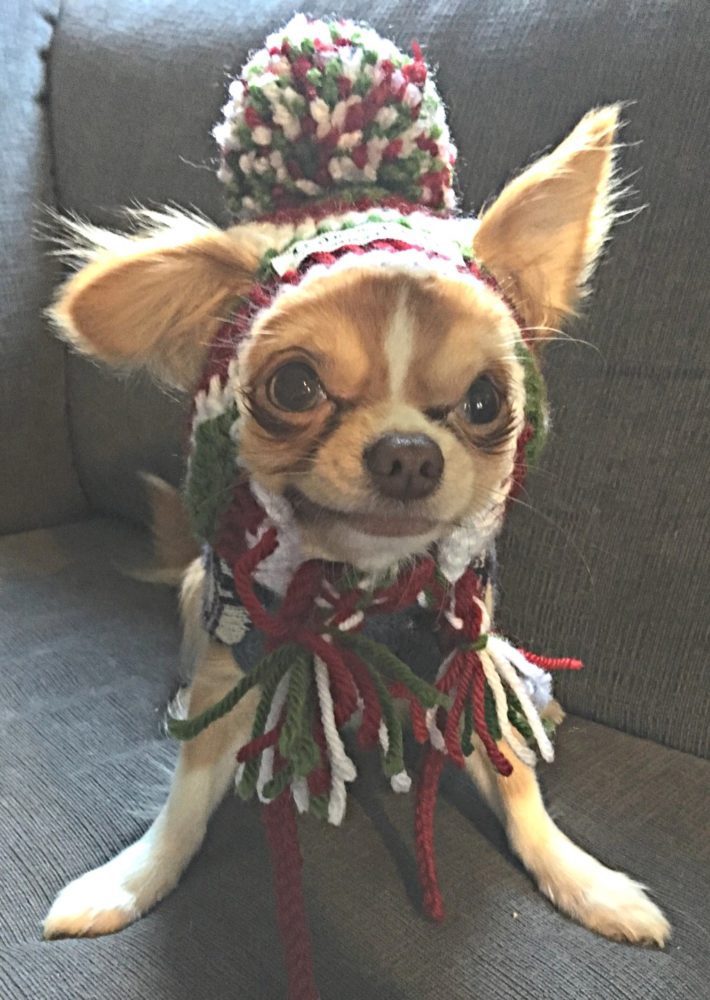 The Winners of Our 2019 Cutest Winter Chihuahua Photo Contest!